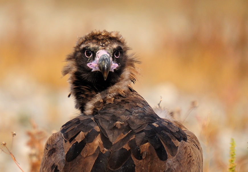 Cinereous Vulture