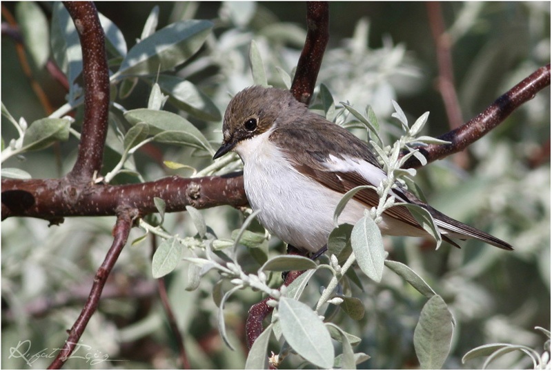 European Pied Flycatcher