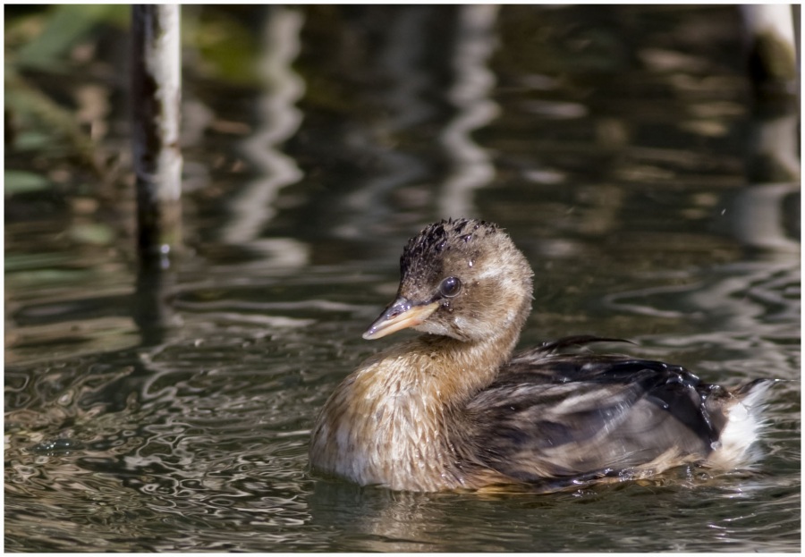 Little Grebe