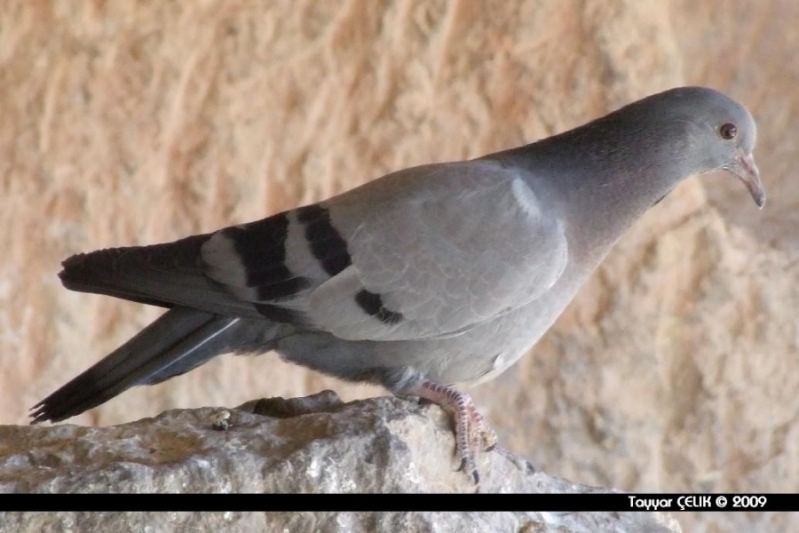 Rock Dove