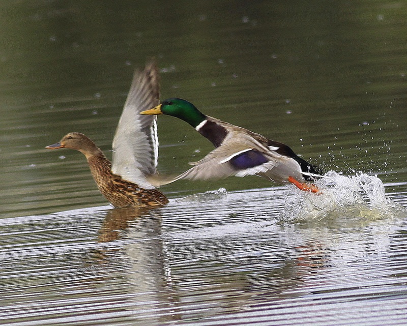 Mallard