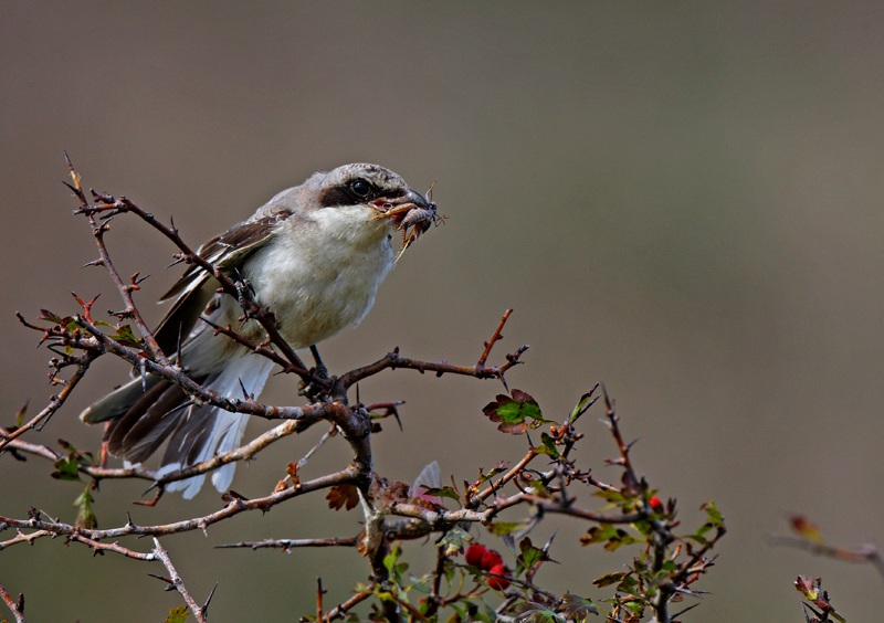 Lesser Grey Shrike