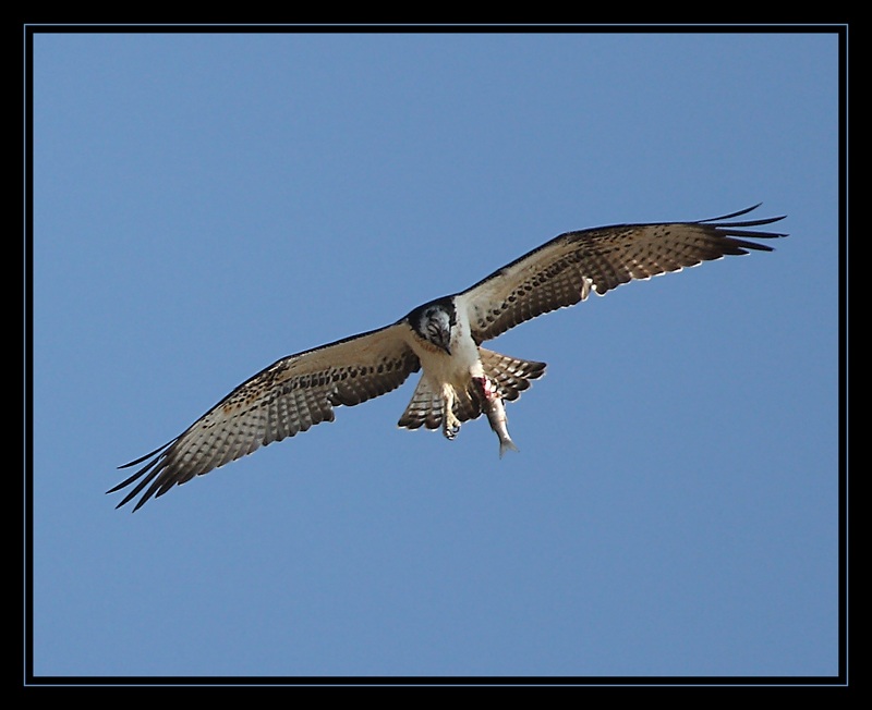 Osprey
