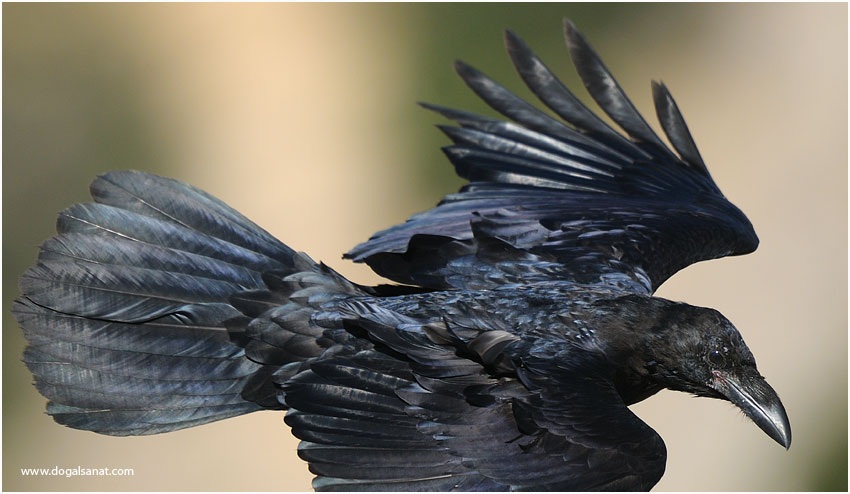 Northern Raven