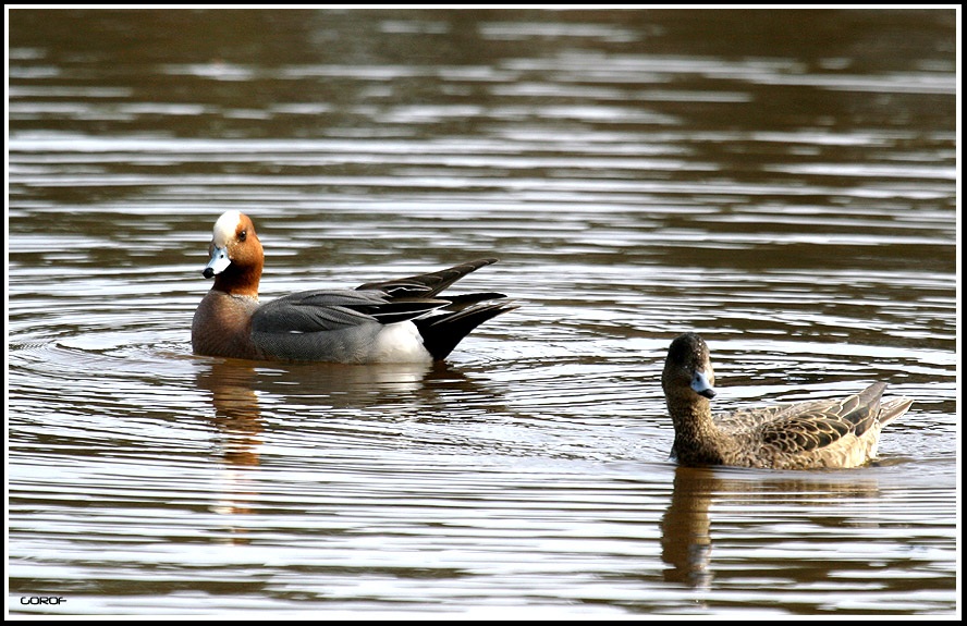 Eurasian Wigeon