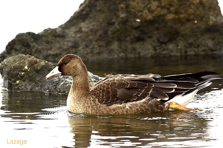Greater White-fronted Goose