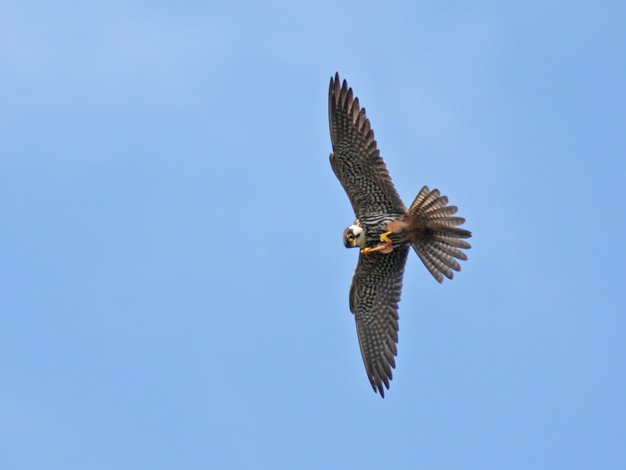 Eurasian Hobby