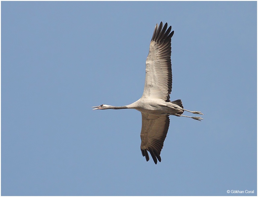Common Crane