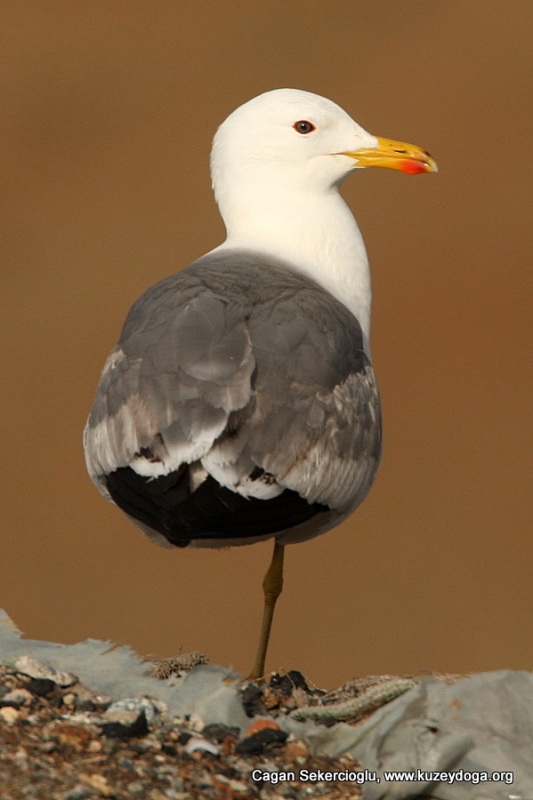 Armenian Gull