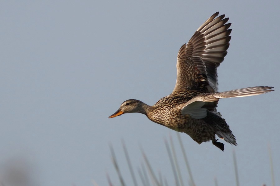 Gadwall