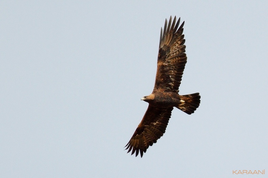 Golden Eagle