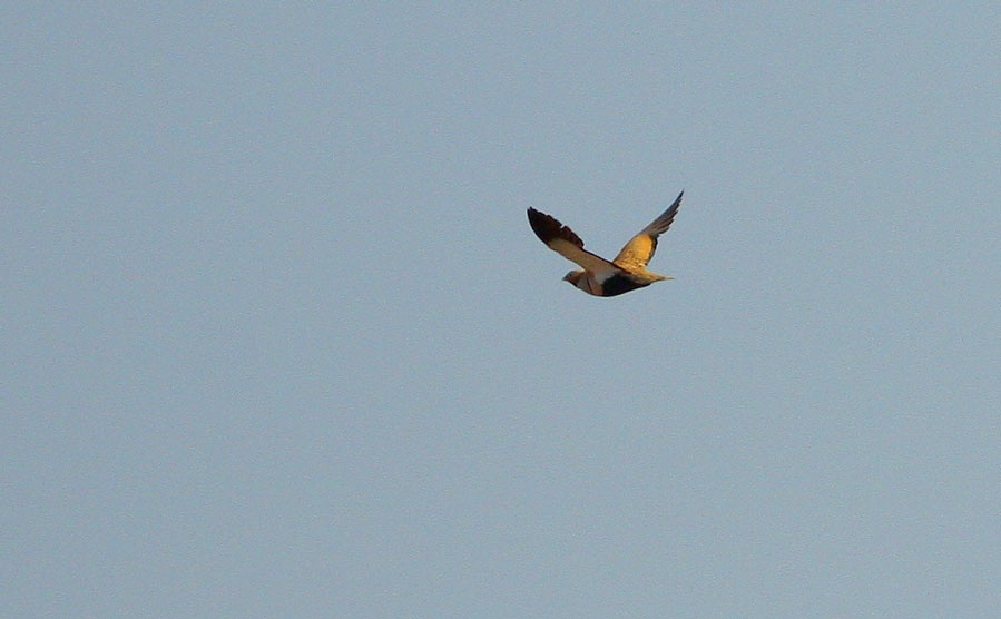Black-bellied Sandgrouse