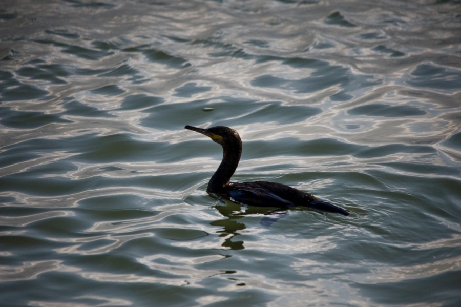 European Shag