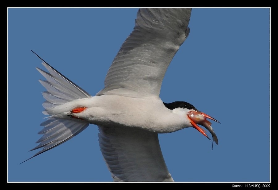 Common Tern