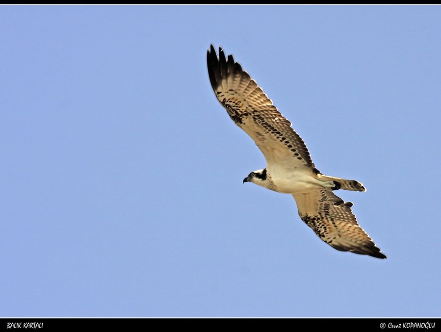 Osprey