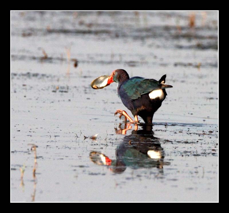 Grey-headed Swamphen