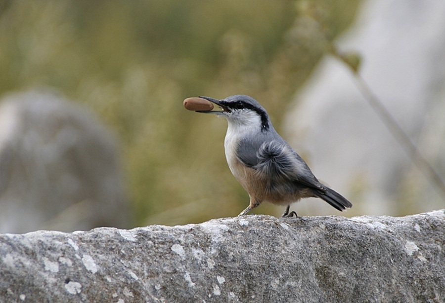 Western Rock Nuthatch