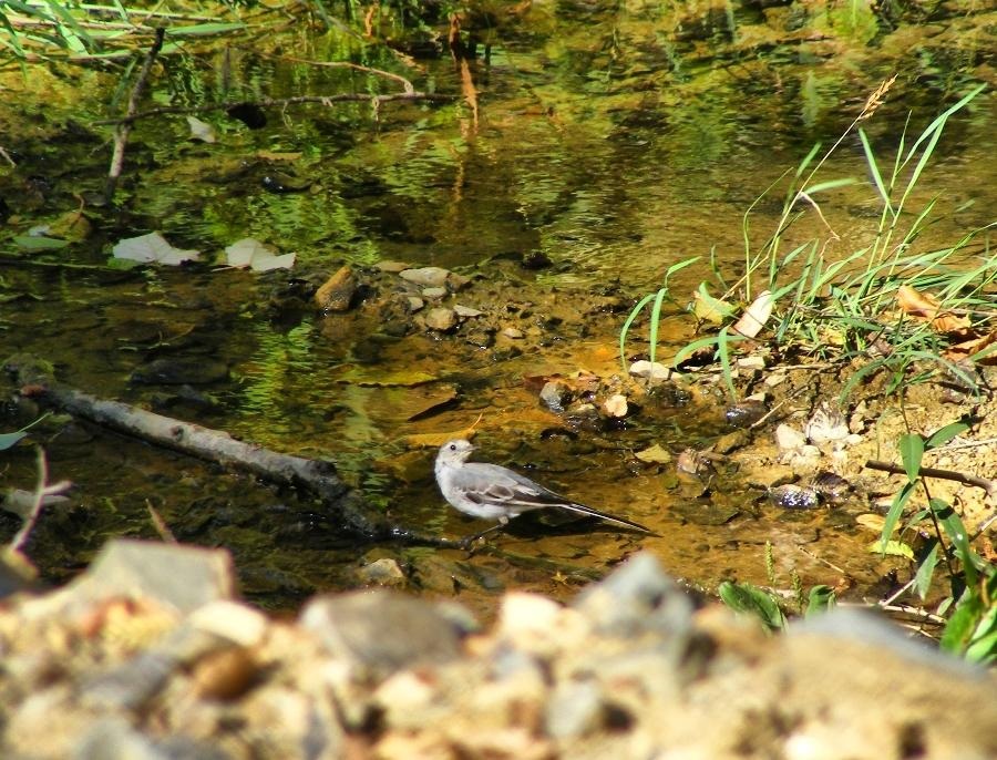 White Wagtail