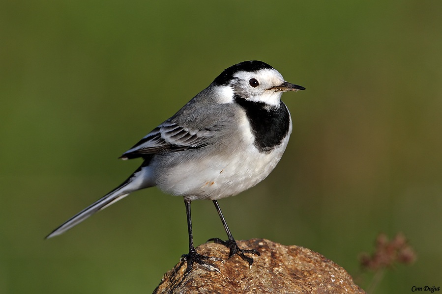 White Wagtail