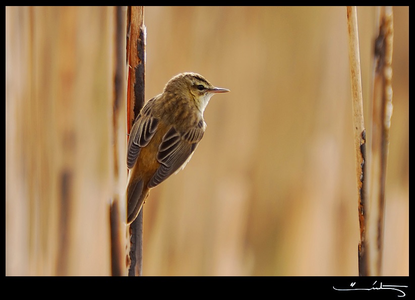 Sedge Warbler