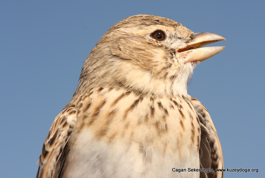 Calandra Lark