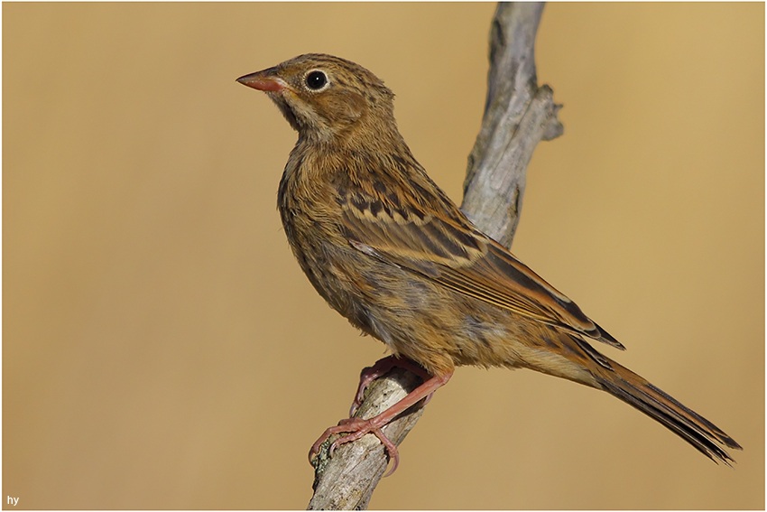 Ortolan Bunting