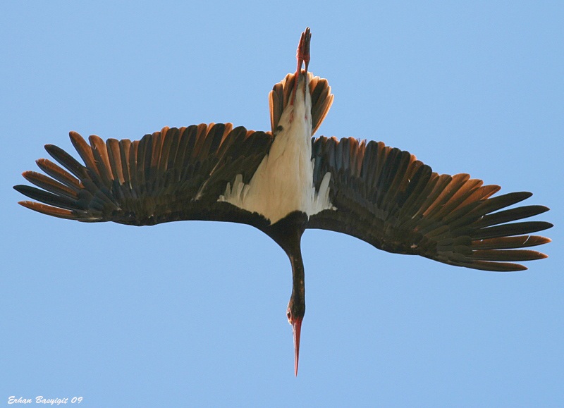 Black Stork