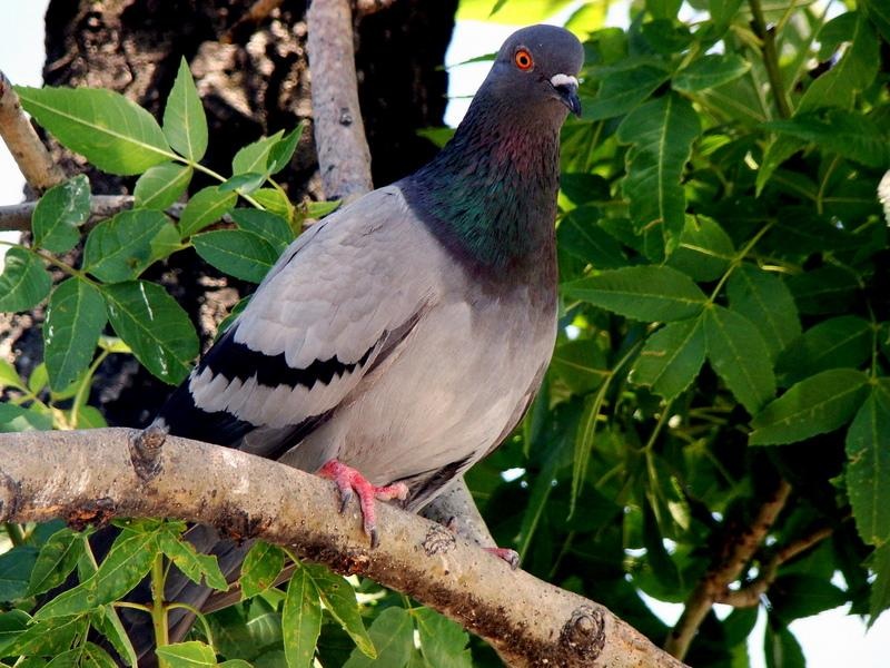 Rock Dove