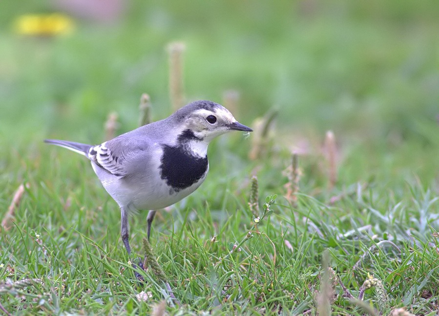 White Wagtail