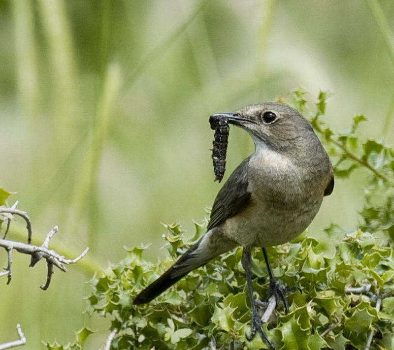White-throated Robin