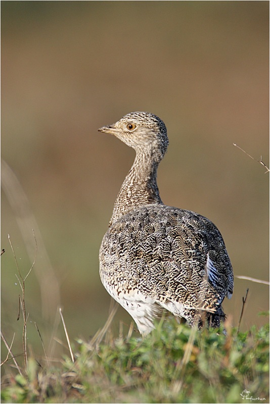 Little Bustard