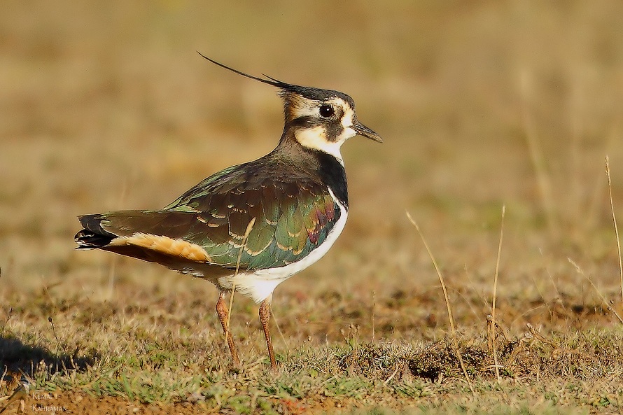 Northern Lapwing