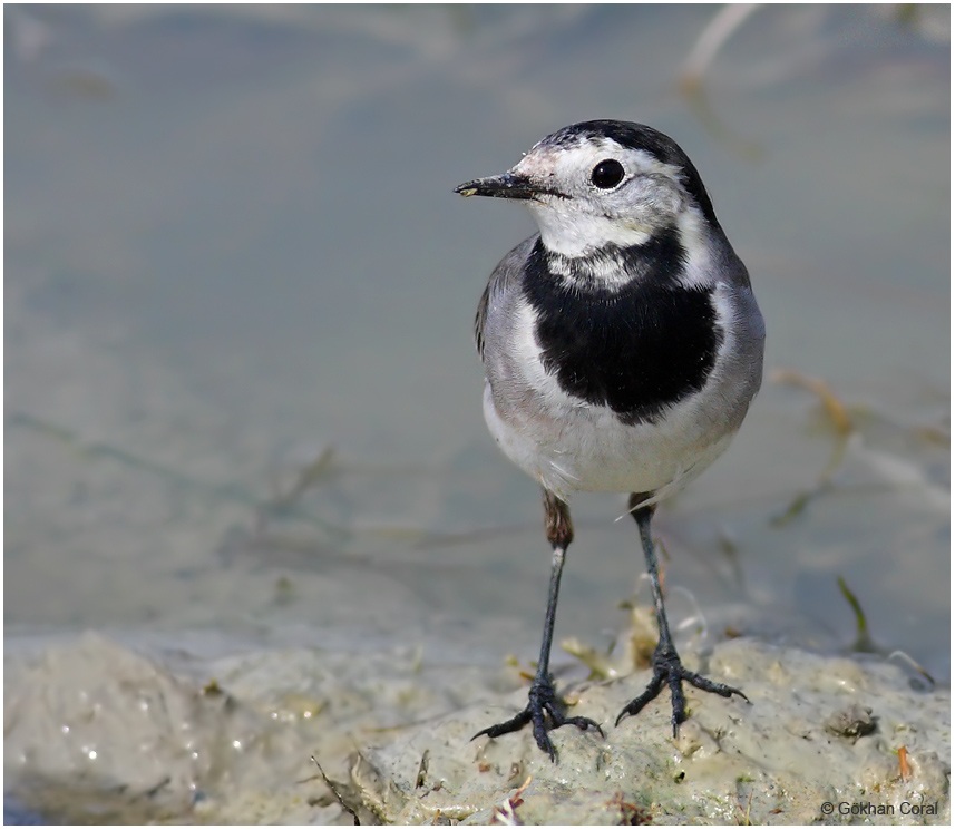 White Wagtail