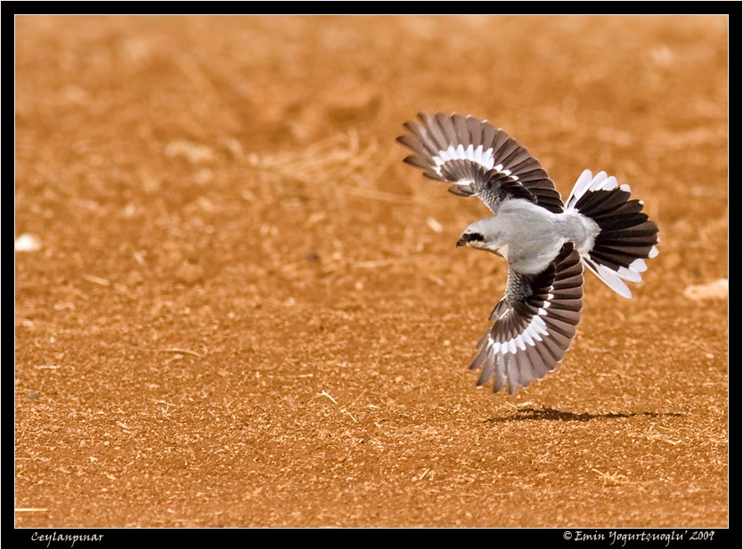 Great Grey Shrike