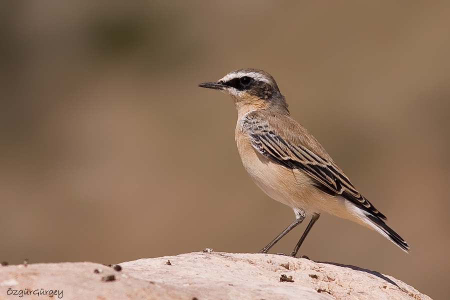 Northern Wheatear