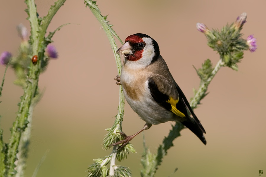 European Goldfinch