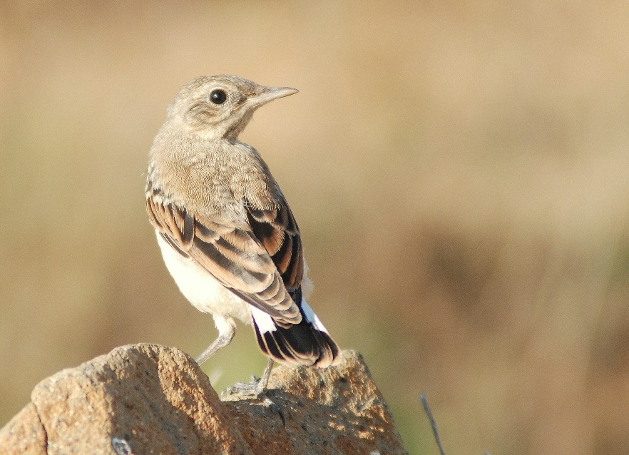 Northern Wheatear