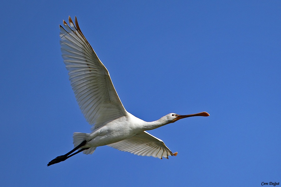 Eurasian Spoonbill