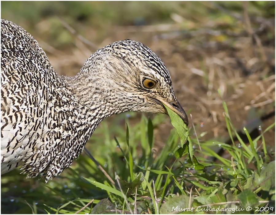 Little Bustard