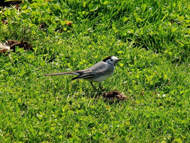 White Wagtail