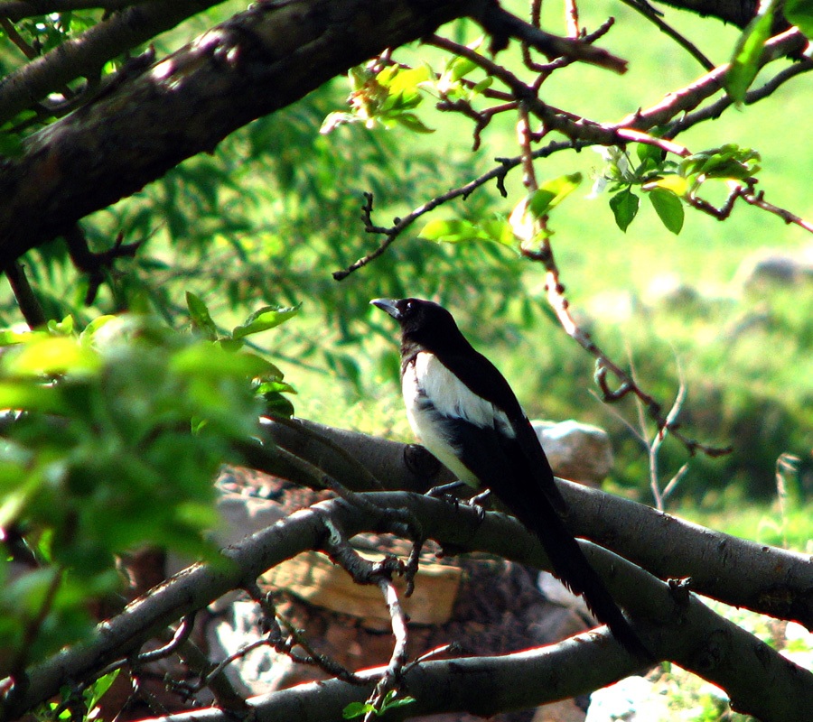 Eurasian Magpie