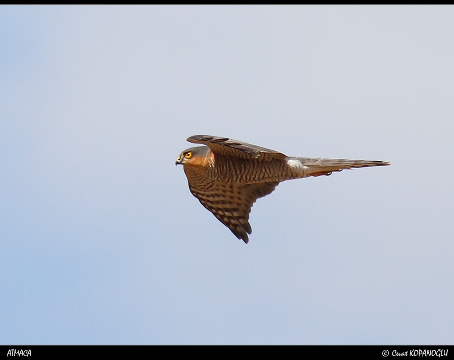 Eurasian Sparrowhawk
