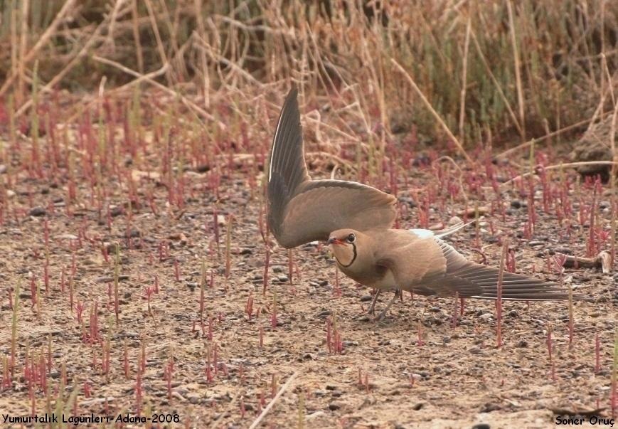 Collared Pratincole