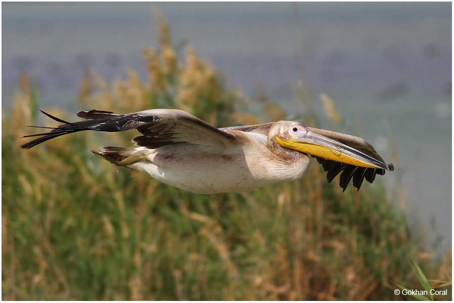 Great White Pelican