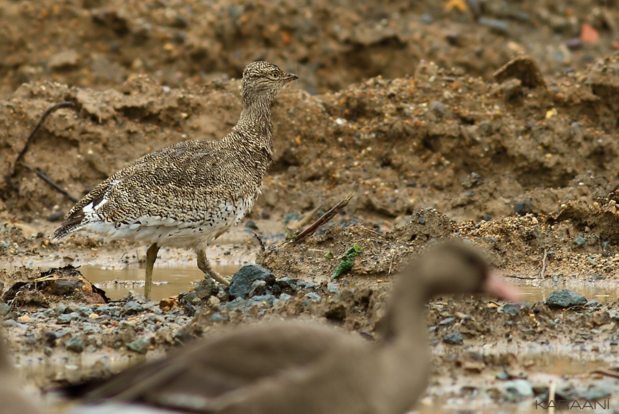 Little Bustard