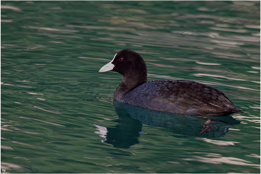 Eurasian Coot