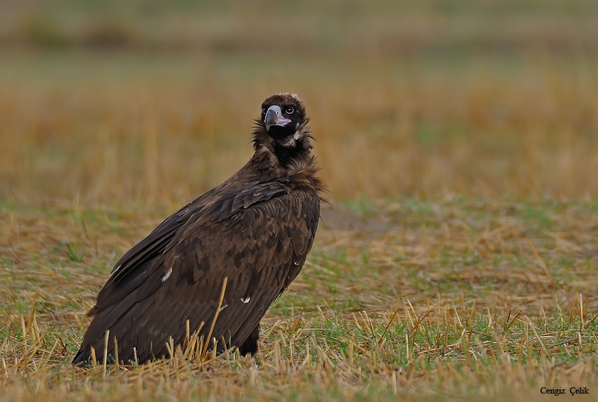 Cinereous Vulture