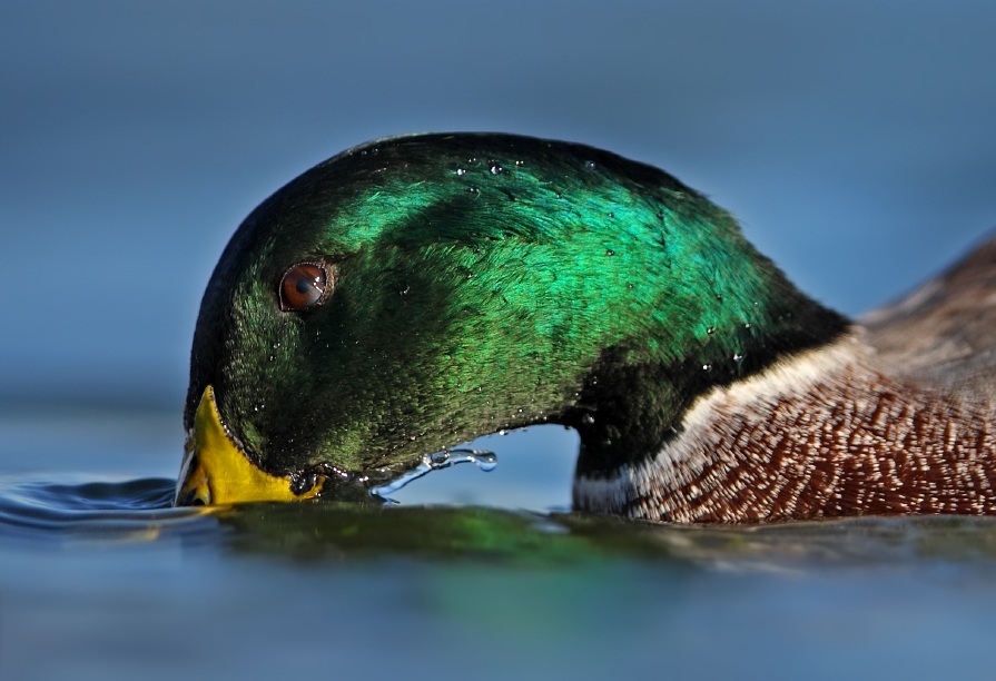 Mallard