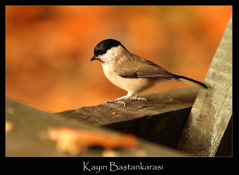 Marsh Tit