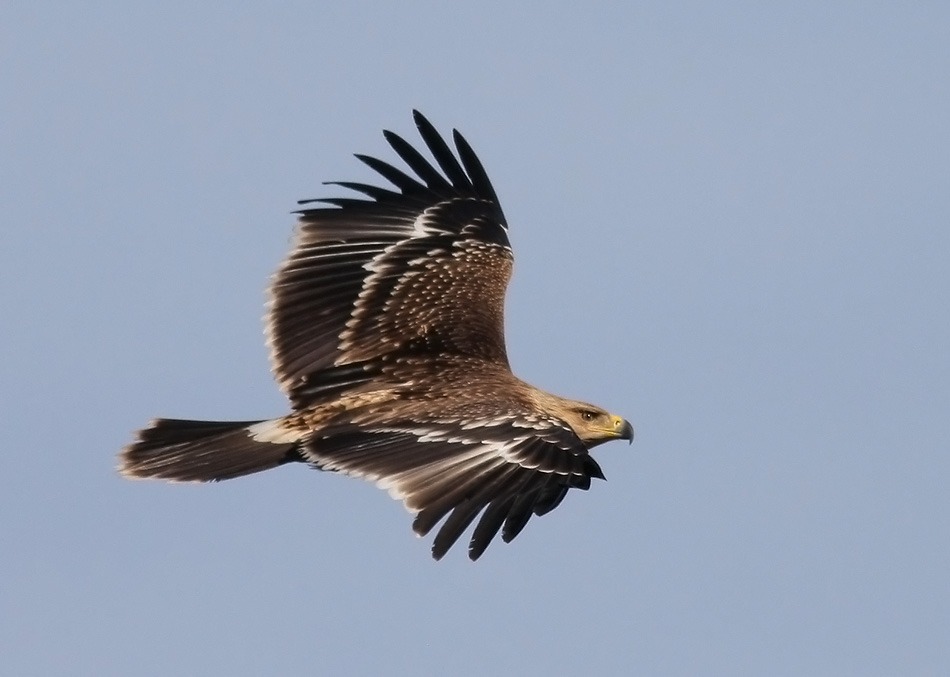 Şah kartal